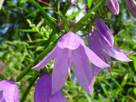 PlantFiles Pictures Campanula Species Creeping Bellflower June Bell