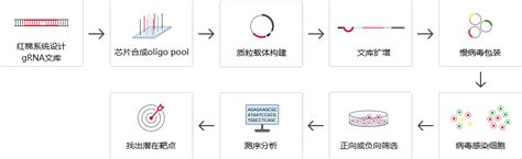 如何构建与运用CRISPR文库进行细胞功能筛选 源井生物