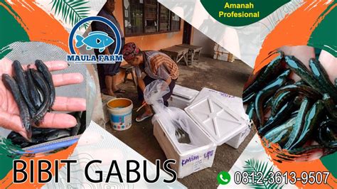 Jual Bibit Ikan Gabus Murah Benih Gabus Unggul Grosir Maulafarm