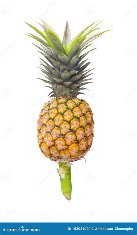 Single Pineapple Fruit With Green Leaves Patterns And Stem Isolated On