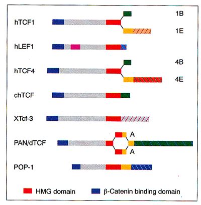 Tcf Lef Genes