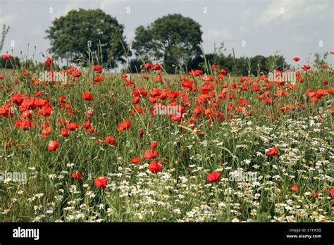 Common Poppy Papaver Rhoeas Stock Photo Alamy