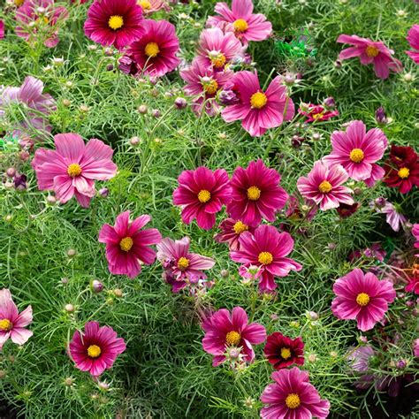 Cosmos Bipinnatus Cosmea Rubinato 50 Samen 53377 50