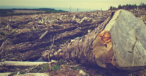 Les Chercheurs Ont Trouv Le R Gime Alimentaire Que Nous Devons Tous