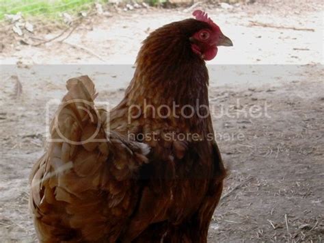 Golden Sex Link Pics Backyard Chickens Learn How To Raise Chickens