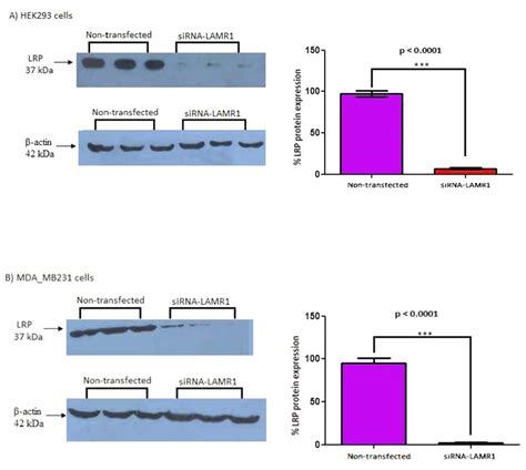 Sirna Mediated Knock Down Of Lrp Lr In Hek And Mda Mb Cells The