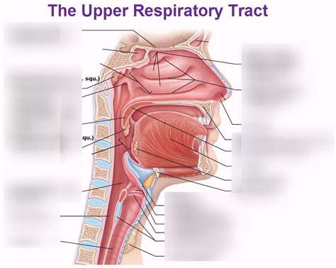 Upper Respiratory Tract Anatomy