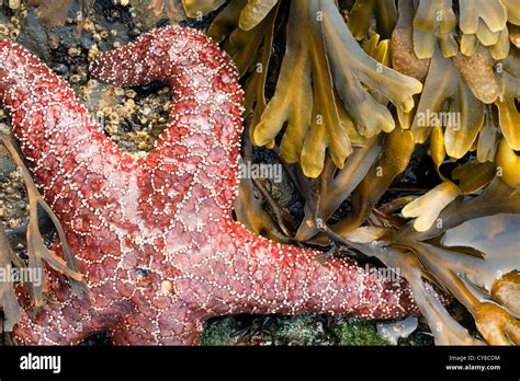 Seastar Hi Res Stock Photography And Images Alamy