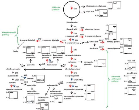 Part Of The Phenylpropanoid Flavonoid And Anthocyanin Pathway