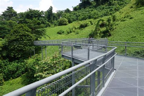 Forest Walk Of Telok Blangah Hill Park Rainforest Singapore Editorial