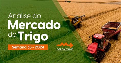 Relatório Semanal do Mercado do Trigo Semana 35 de 2024