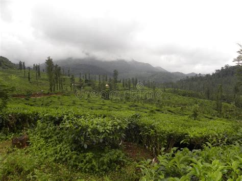 Tea Plantations At Wayanad With Mountains And Dark Clouds On The