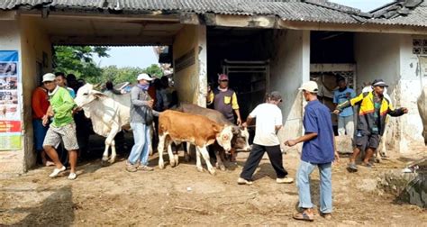 Vaksin Pmk Sapi Segera Didistribusikan Berita Rembang