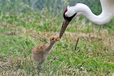 Endangered Whooping Crane Hatches at Virginia Conservation Institute