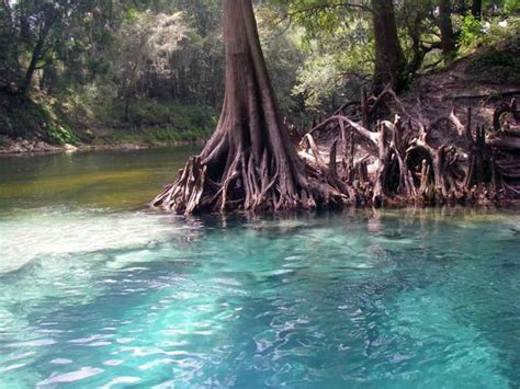 Springs Near Tallahassee Florida Hikes
