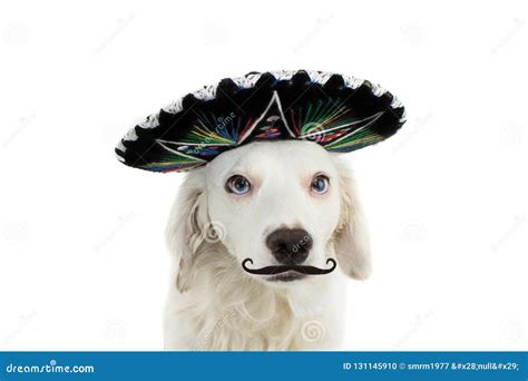 Mexican Mustache Chili Drunk Tequila Sombrero Man Stock Photography