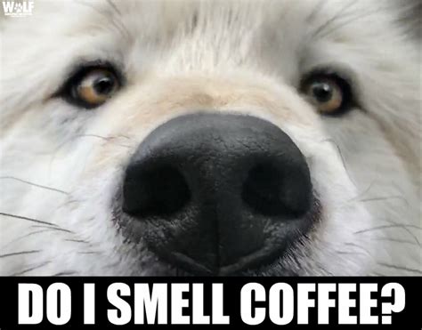 Wolf Coffee ☕️ Dogs Animals Coffee