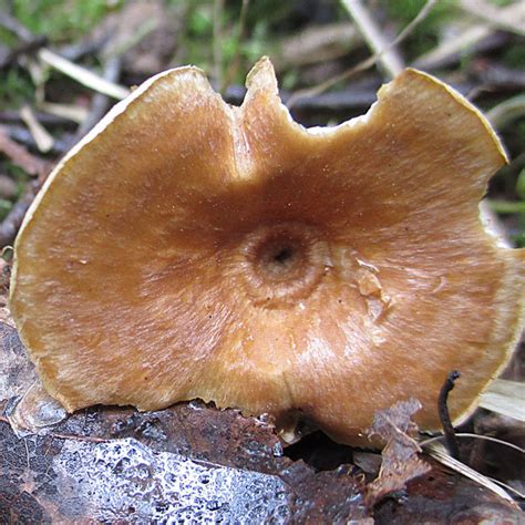 Полипорус черноногий (Picipes melanopus) фото и описание