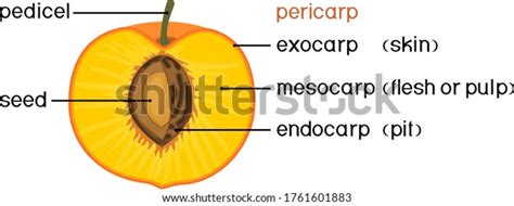 Fruit Anatomy: Over 3,059 Royalty-Free Licensable Stock Illustrations ...