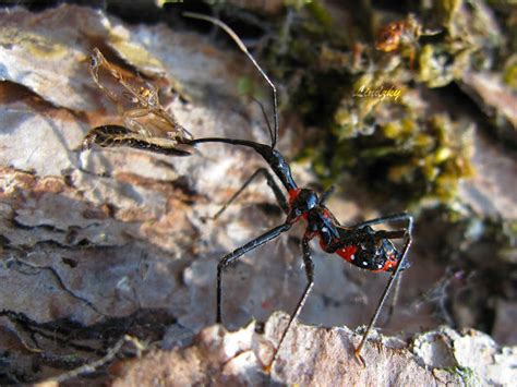 Milkweed Assassin Bug Zelus Longipes Project Noah