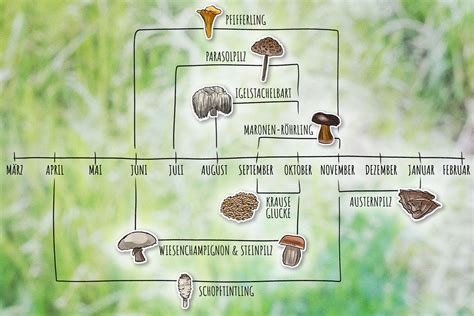 Pilze Sammeln Tipps Und Tricks