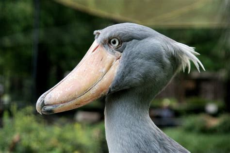 Oiseaux Au Bec Remarquable Geo