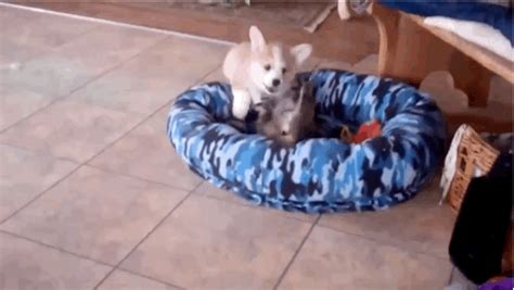 Buzzfeedvideo35 Adorable Corgis To Brighten Up Your Day Tumblr Pics