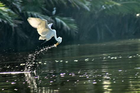 Borneo Shabah Labuk Bay Gert Pedersen Flickr