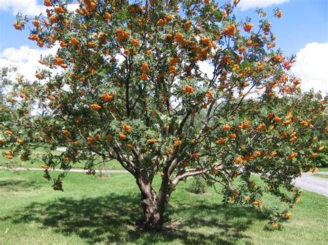 Ornamental Trees To Grow In Michigan