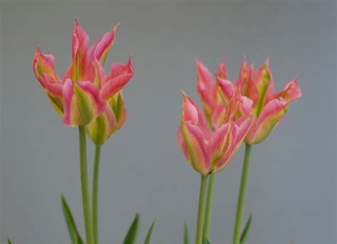 Tulip Virichic Bulbs Online Viridiflora Tulips