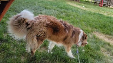 Border Collie Shedding Complete Guide Tips And Tricks From Owners