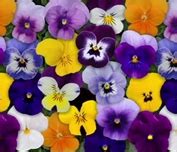 Viola Penny Blue Grass Nursery Sod And Garden Centre Calgary