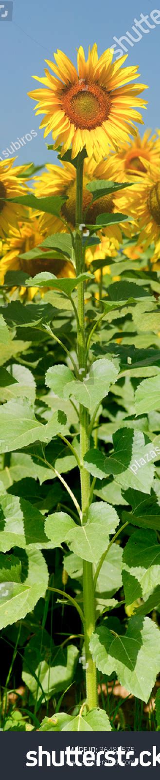 Photo Of A Sunflower Roots Stem And Flower 36482575 Shutterstock