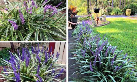 Liriope Muscari Variegata Variegated Lilyturf Garden Plants Online