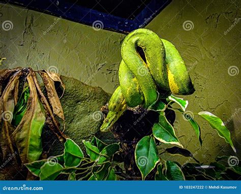 Mamba Verde Del Este Foto De Archivo Imagen De Selva