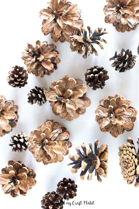 How To Clean Pine Cones For Crafts Easy Steps Sustain My Craft Habit