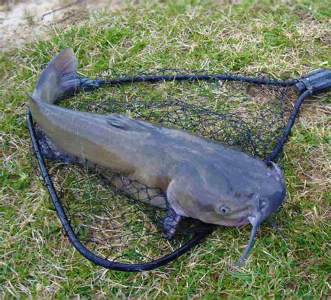 Catfish Farming In USA How To Start A Step By Step Guide For Beginners