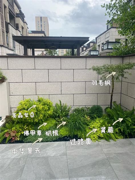 被问爆的花镜搭配来咯，都是低维护绿植 小红书 花瓣网