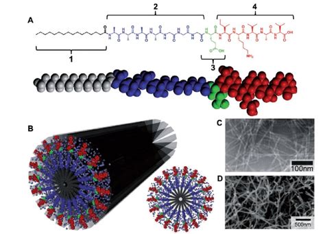 A Molecular Structure Of A Peptide Amphiphile Pa With Four