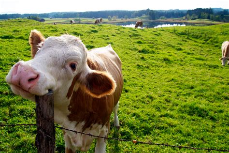 Bienestar de las vacas lecheras La importancia de una nutrición adecuada