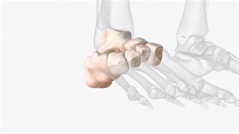 Premium Photo Tarsal Bones Of Right Ankle And Foot