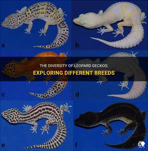 The Diversity Of Leopard Geckos Exploring Different Breeds Petshun