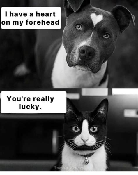 Pin by Erica Galindo on Funny animals | Funny cat memes, Funny pix