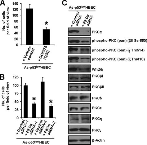 Inhibiting Pkc Activity Or Knocking Down Pkc Expression Reduces