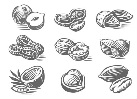 sketch  nuts engraved set  vector art  vecteezy