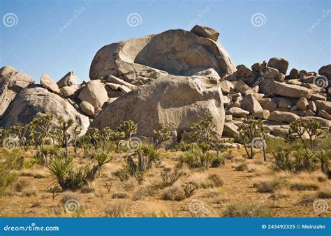 Scenic Rocks And Trees In Joshua Tree National Park Stock Image Image