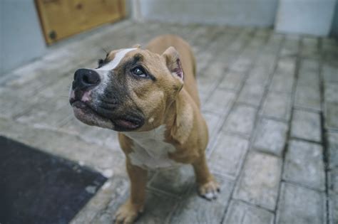 Gambar Binatang Menyusui Buldog Bertulang Belakang Jenis Anjing