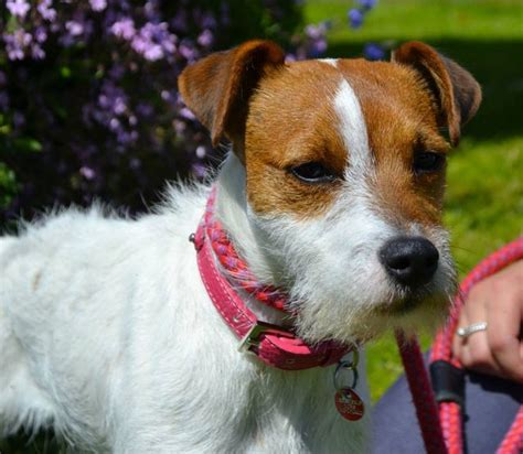 Jenny Month Old Female Parson Russell Terrier Available For Adoption