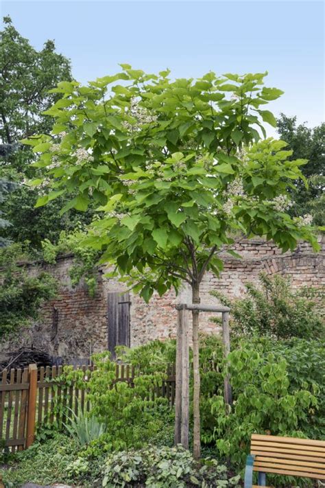 Catalpa bignonioides H Baumschule Stöckl