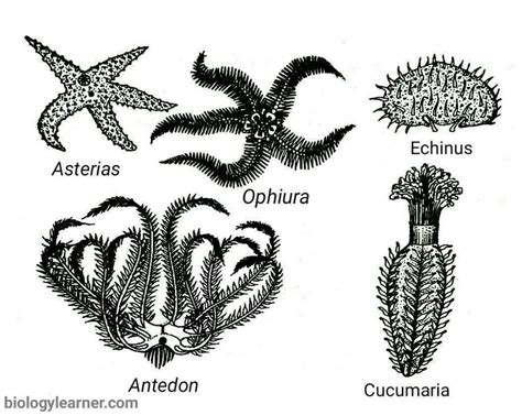 Echinodermata Characteristics Classification Examples